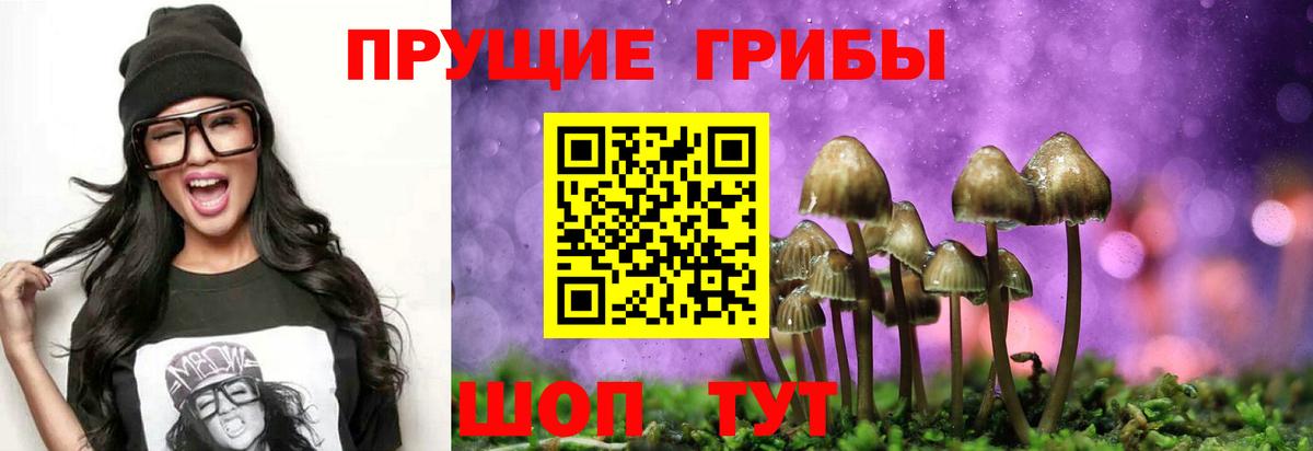 Псилоцибиновые грибы GOLDEN TEACHER  магазин  наркотиков  Новоалександровск  Вход с VPN 